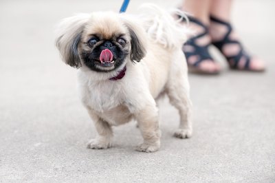 pekingese