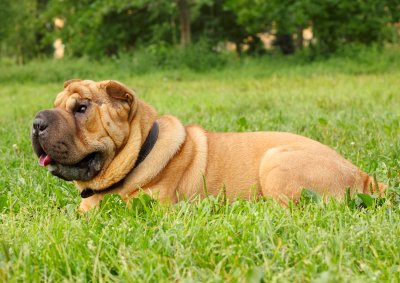 shar pei