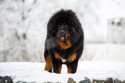 tibetan mastiff