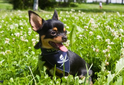 Mexican state clearance dog