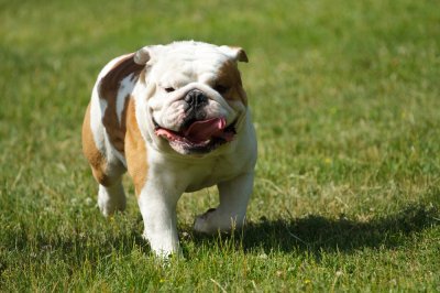 english bulldog