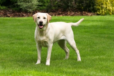 labrador retriever