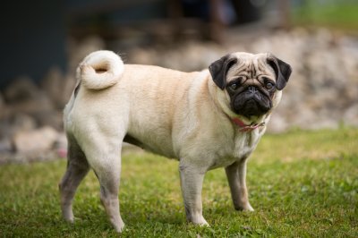 pug