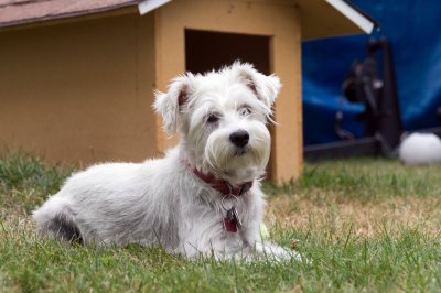 schnauzer