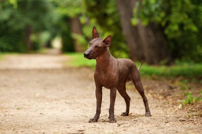 xoloitzcuintli