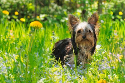 yorkshire terrier