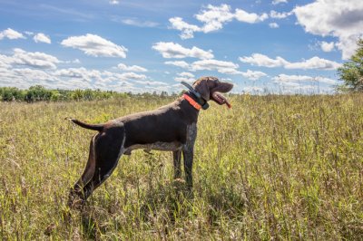 Bluetick Coonhound