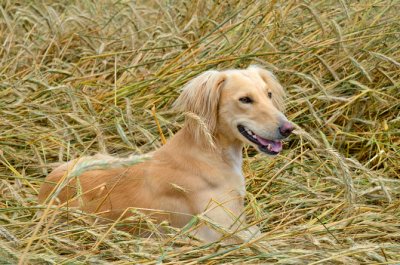 Saluki