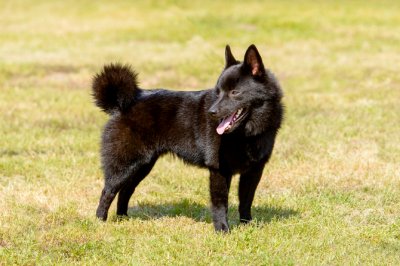 Schipperke