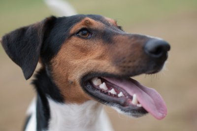 Smooth Fox Terrier