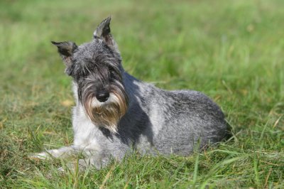 Standard Schnauzer