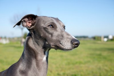 Whippet