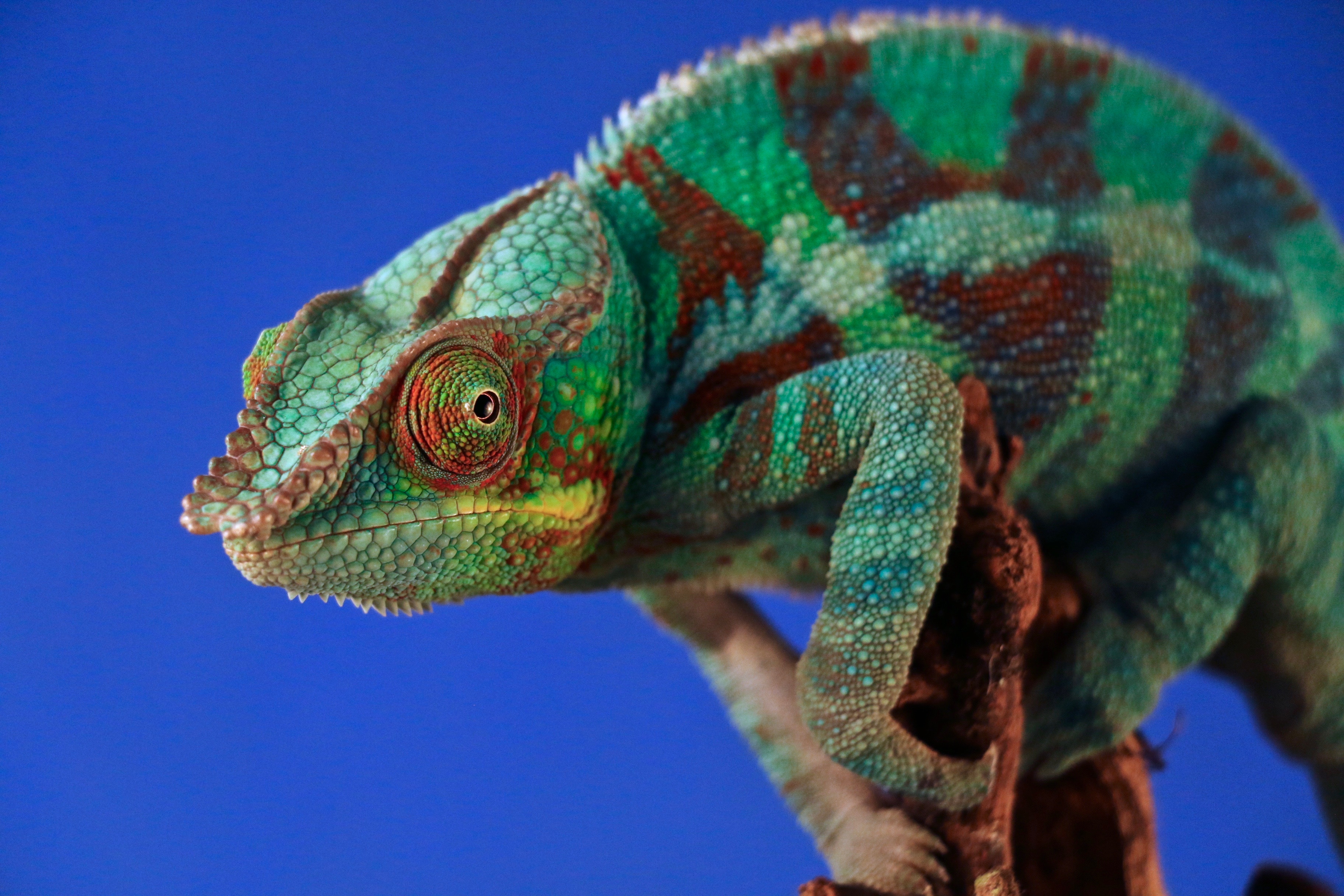 The pros and cons of keeping a Chameleon as a pet | Pet Comments