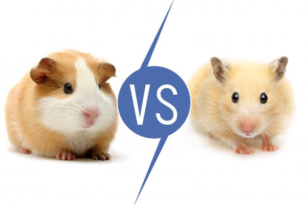 guineapig vs hamster
