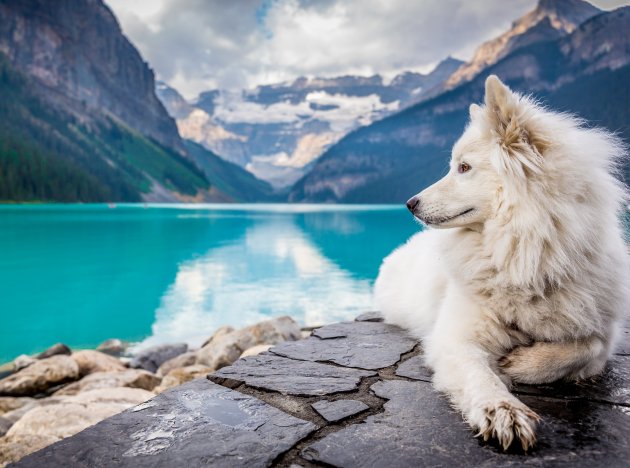 samoyed dog near lake