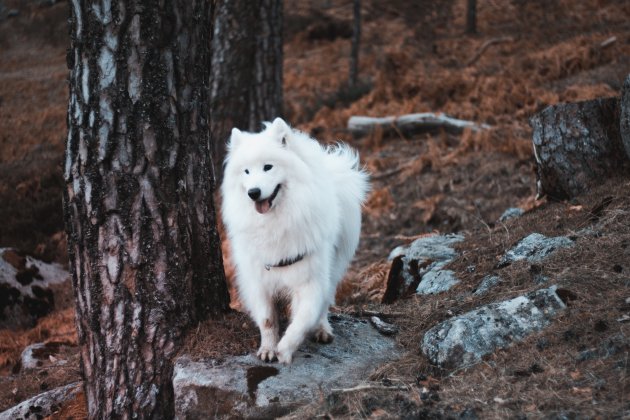 samoyed in the forest