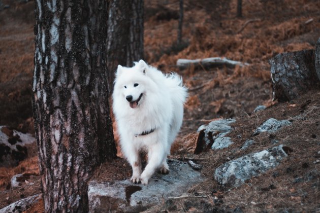 can samoyed dogs live in hot weather