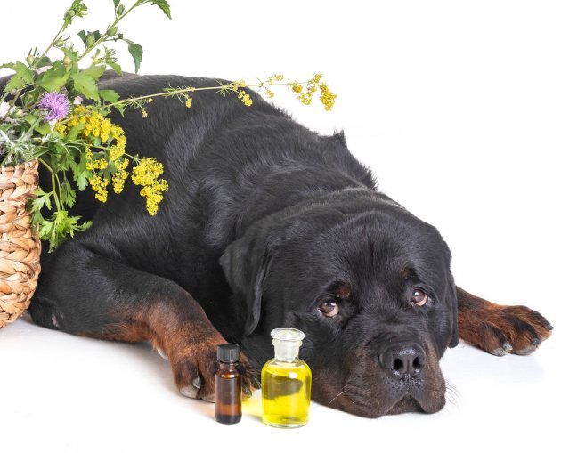 rottweiler with oils bottles