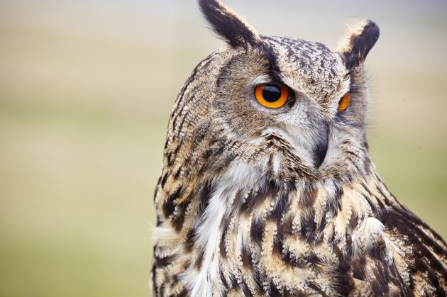 eagle owl