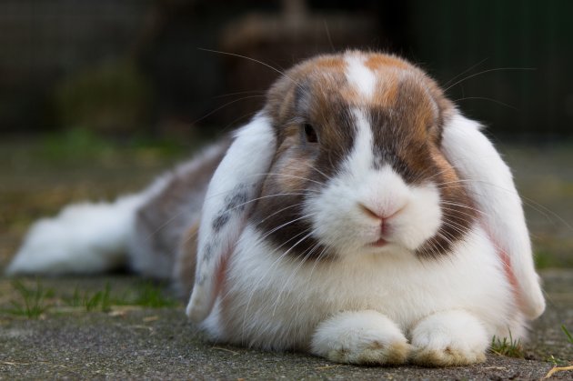 Domestic bunny lifespan