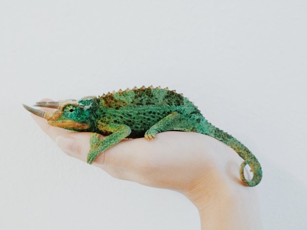holding lizard