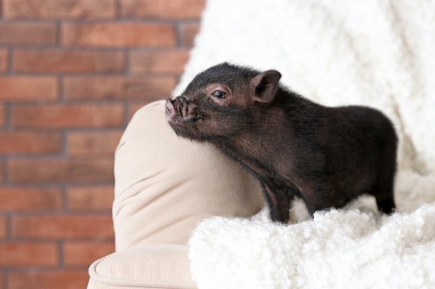adorable black mini pig