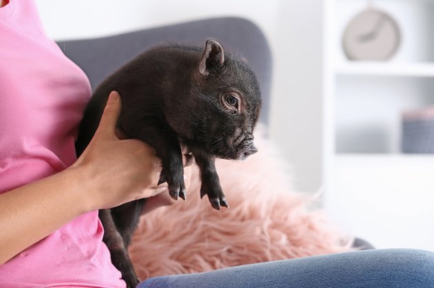 woman with cute mini pig