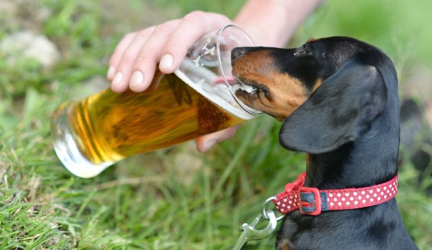 dog drinking beer