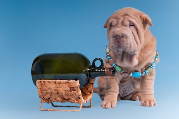 sharpei puppy wine bottle