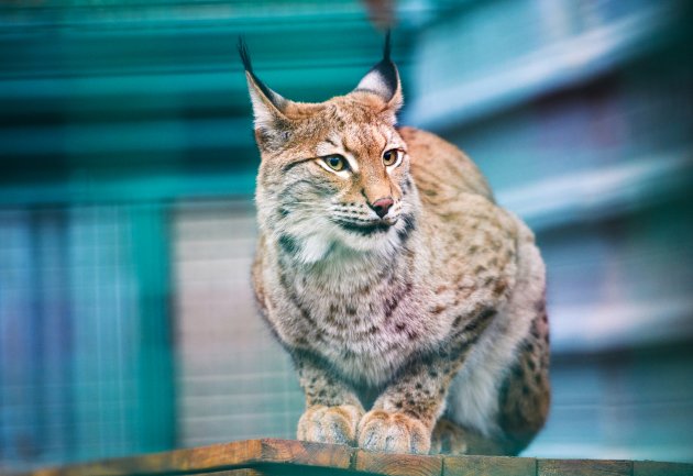 Lince Euroasiático gato salvaje