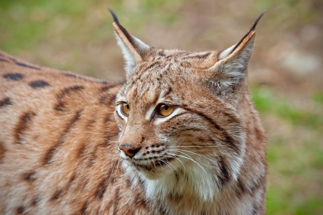 domestic lynx