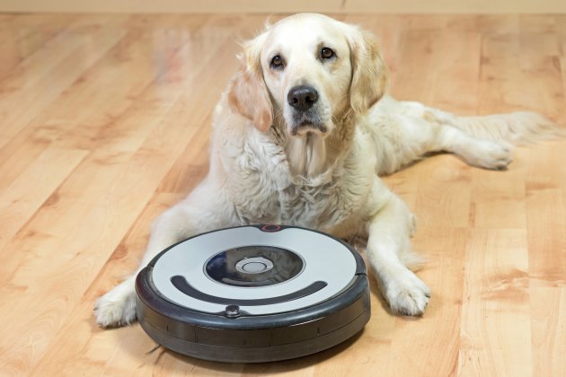 /golden retriever and the robotic vacuum