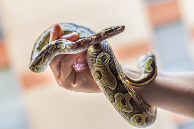 ball python