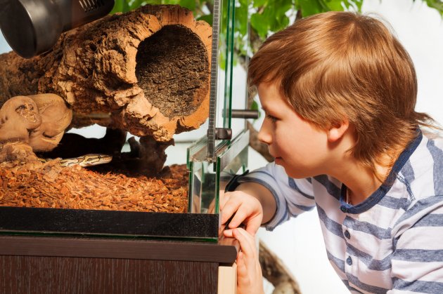 boy watching ball python