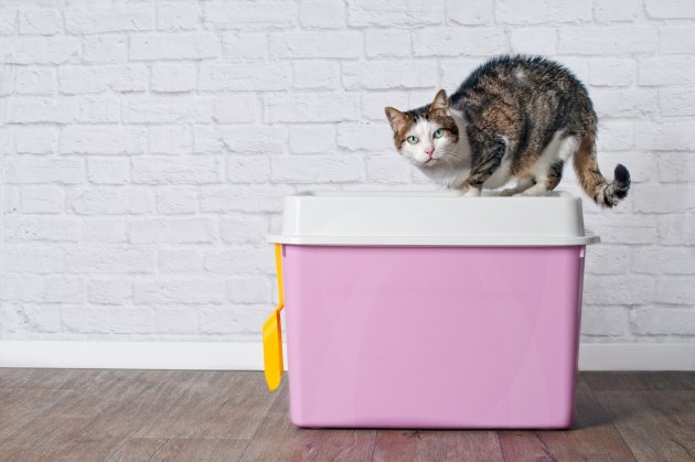cat sitting pink top litter box