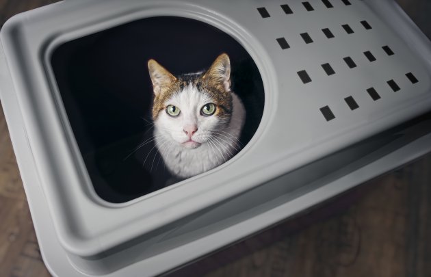 tabby cat sitting top entry litter box