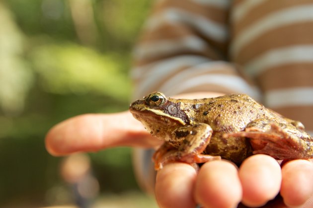 A boy and a pet frog