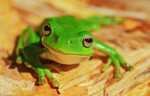 tree frog