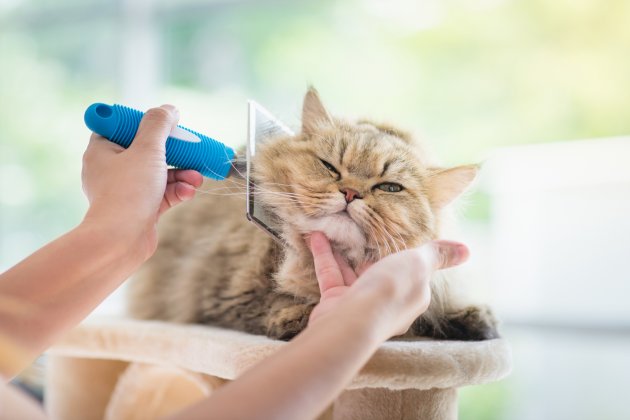 Best Cat Flea Combs [for 2019] Pet Comments