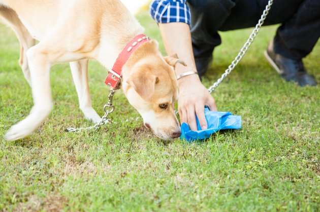 dog sniffs poop