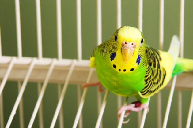 large parakeet cage with stand