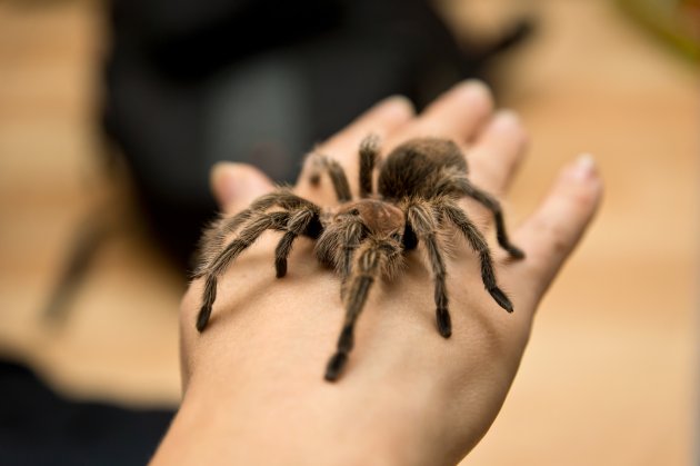 Chilean Rose Tarantula