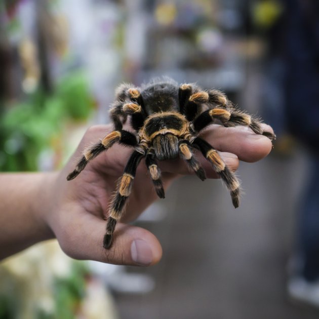 pet tarantula