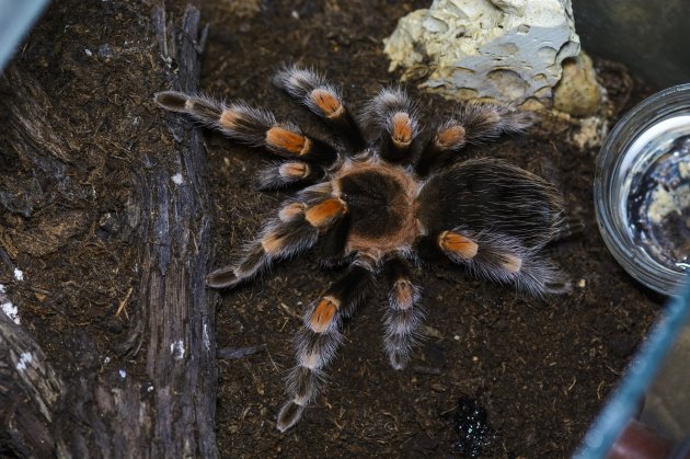 tarantula habitat