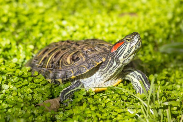 red eared slider pet