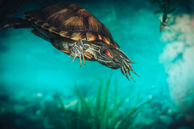 red-eared-slider-turtle-as-a-pet-pet-comments