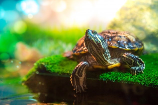 red eared sliders as pets