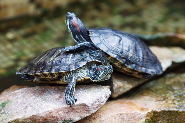 red eared sliders terranium