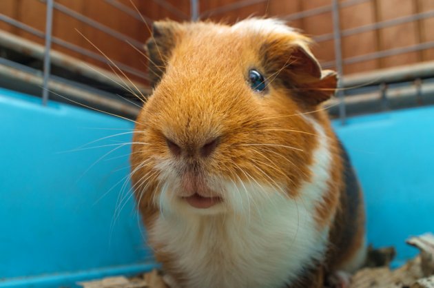 guinea pig travel cage