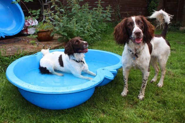 english springer spaniels dog pool